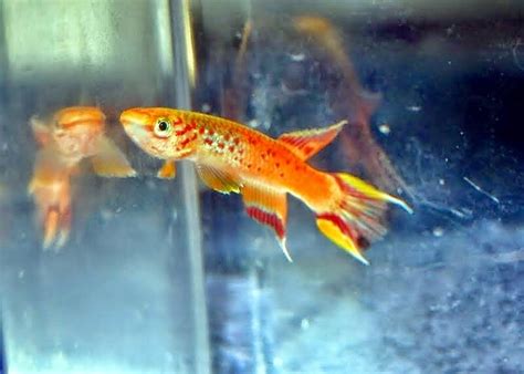 Understanding the Behavior of Colorful Fish: Unveiling Their Secrets to Successful Fishing