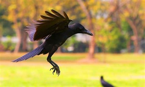 Understanding the Behavior of Crows: Exploring the Social Nature of these Intelligent Birds