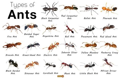 Understanding the Behavior of Dark-coloured Ant Species: Insights into Their Spread Patterns