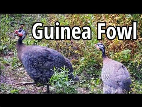 Understanding the Behavior of Guinea Fowl