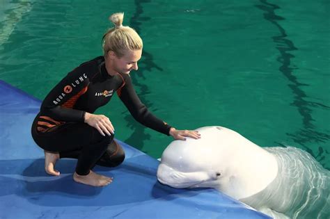 Understanding the Bond between Humans and Dolphins