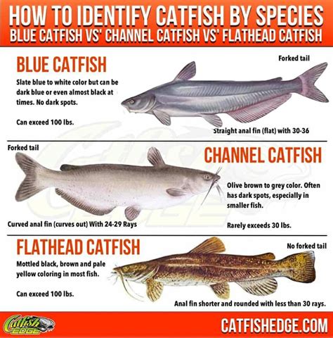 Understanding the Catfish: A Closer Look at This Enigmatic Species