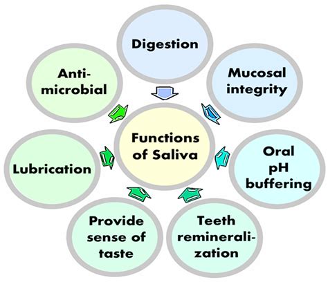 Understanding the Composition and Function of Canine Saliva