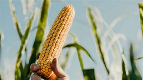 Understanding the Corn Industry