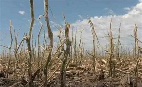 Understanding the Devastating Impact of Hailstorms on Buildings and Crops