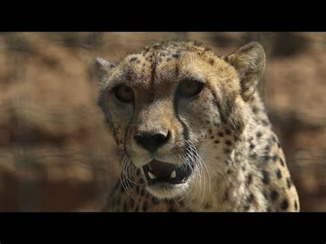 Understanding the Dynamic Connection between Humans and the Swift Predator: Cheetahs