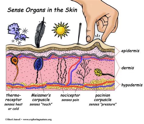 Understanding the Enigma of Sensations Beneath the Epidermis