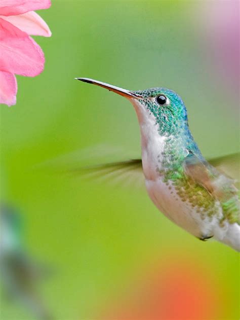 Understanding the Fascinating Flight Patterns of Hummingbirds