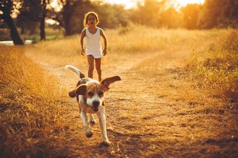 Understanding the Financial Commitments of Caring for a Beagle Companion