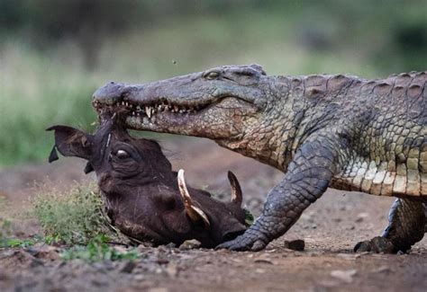 Understanding the Hunting Behavior of the Formidable Crocodile