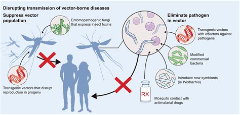 Understanding the Impact of the Covetous Pathogen