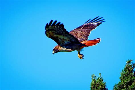 Understanding the Importance of Being Targeted by Majestic Raptors