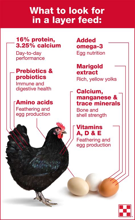 Understanding the Importance of Proper Nutrition for Your Chickens