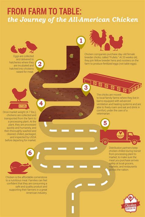 Understanding the Journey of Meat: Tracing the Path from Farm to Table