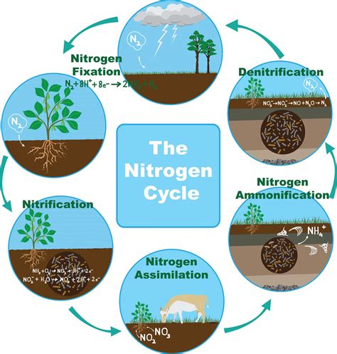 Understanding the Nitrogen Cycle and Tank Filtration