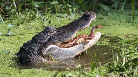 Understanding the Potential Warning Signs or Future Predictions in Dreams of Alligator and Snake Confrontation