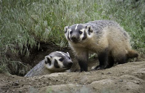 Understanding the Psychological Associations of Badgers in Dreams