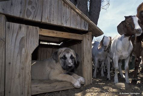 Understanding the Responsibilities of a Shepherd in Livestock Control