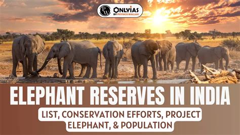 Understanding the Significance of Conservation Efforts for Elephant Populations