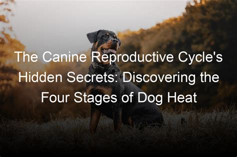 Understanding the Significance of Dreams Involving Your Canine Companion's Reproductive Cycle