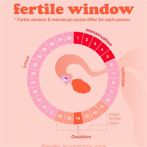 Understanding the Significance of Fertility