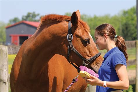 Understanding the Significance of Grooming for Equine Well-being