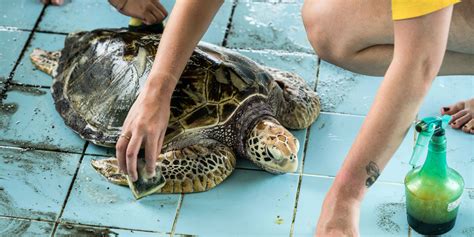 Understanding the Significance of Turtle Conservation