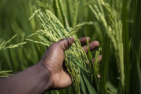 Understanding the Significance of White Rice in Various Culinary Traditions