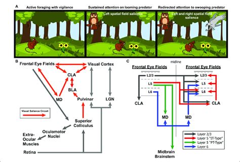 Understanding the Significance of a Vision Involving an Expired Rodent