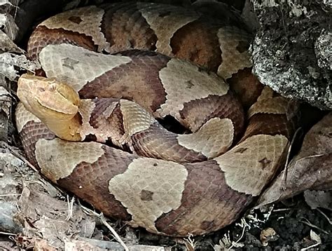 Understanding the Significance of the Copperhead Serpent