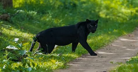 Understanding the Significance of the Mysterious Ebony Panther in Your Personal Voyage