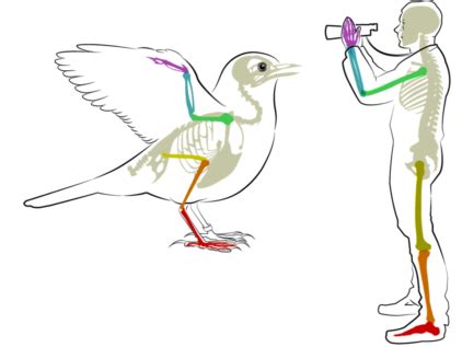 Understanding the Special Connection between Humans and Birds