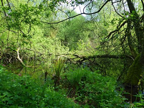 Understanding the Symbolic Meaning of Lifeless Undergrowth