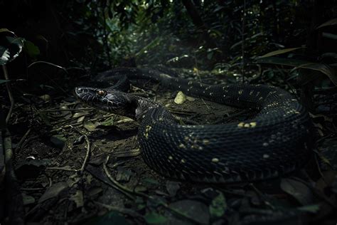 Understanding the Symbolism of Being Chased by an Enormous Snake