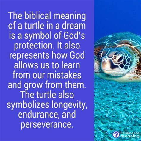 Understanding the Symbolism of Turtle Dreams