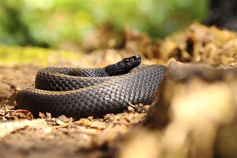 Understanding the Symbolism of a Dark Serpent in Dreams