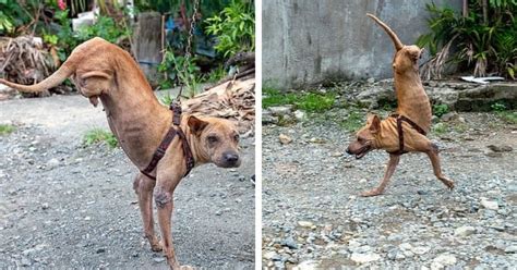 Understanding the Unique Challenges Faced by Dogs without Hind Limbs