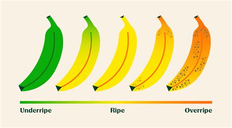 Understanding the Various Phases of Banana Ripeness