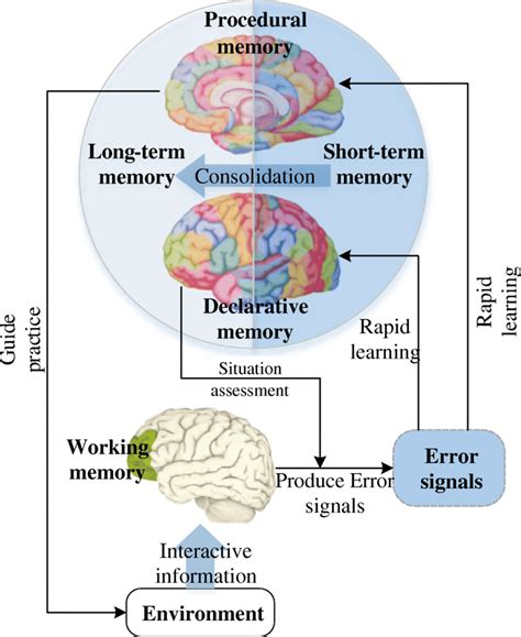 Understanding the role of memory and brain processes