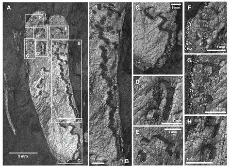 Unearthing the Evolution of Cartography: From Ancient Manuscripts to Cutting-Edge Satellites