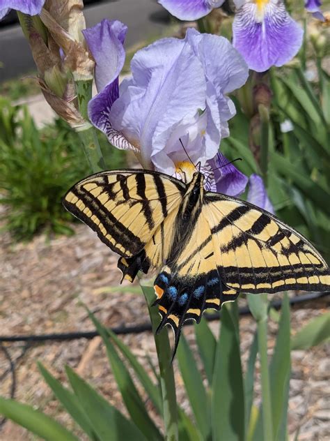 Unexpected Visitors: Butterflies Arriving Unexpectedly