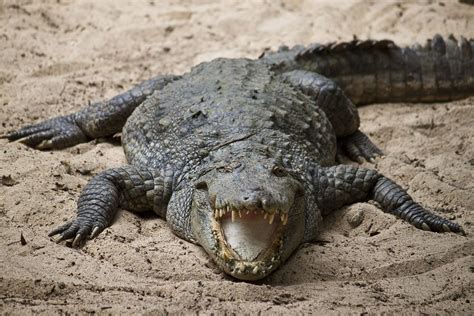 Unforeseen Factors that Attract Crocodiles towards Humans