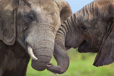 Unforgettable Connections: Interacting with Elephants up Close