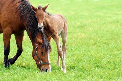 Unforgettable Memories of Caring for a Foal: An Indelible Experience