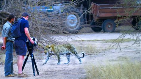 Unforgettable Tales of Successful Leopard Encounters