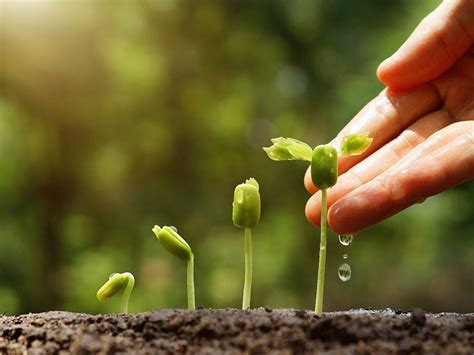 Unleashing the Potential: Tips for Planting and Cultivating Your Acquired Seeds