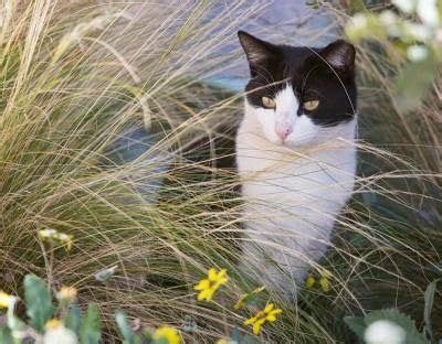 Unleashing the Untamed: Exploring the Enigma of a Free Roaming Feline