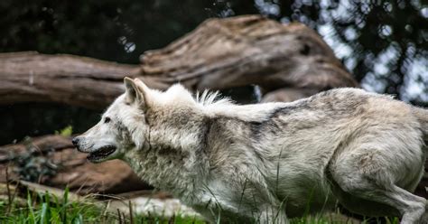 Unleashing the primal instincts: Exploring the symbolism of the wolf bite