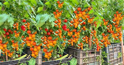 Unlock the Secrets of Cultivating Cherry Tomatoes: Strategies for Abundant Yield