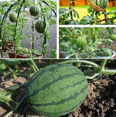 Unlock the Secrets of Growing Succulent Melons at the Comfort of Your Home